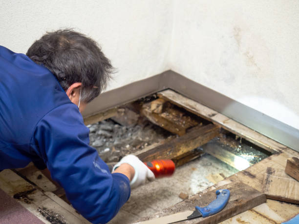 Mold Removal Process in Jean Lafitte, LA