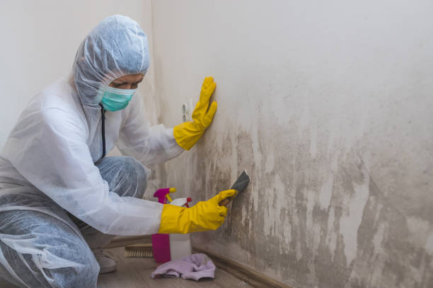 Best Mold Testing  in Jean Fitte, LA