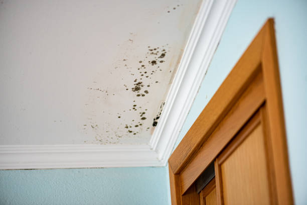 Best Professional Mold Removal  in Jean Fitte, LA