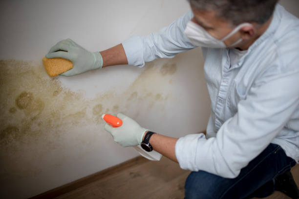 Best Mold Removal Company Near Me  in Jean Fitte, LA