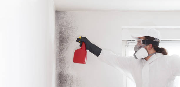 Office Mold Removal Services in Jean Lafitte, LA
