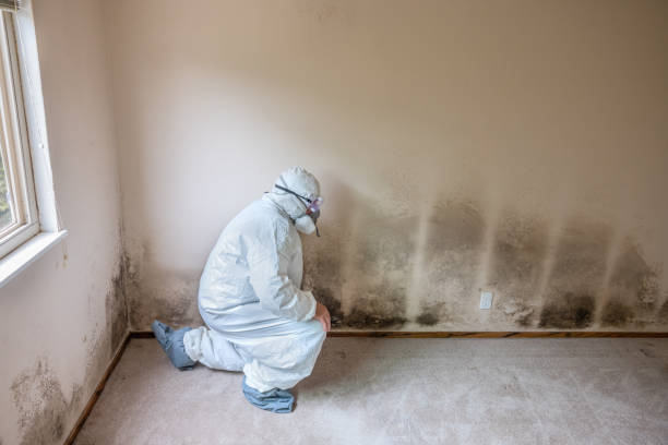 Best Local Mold Removal Service  in Jean Fitte, LA