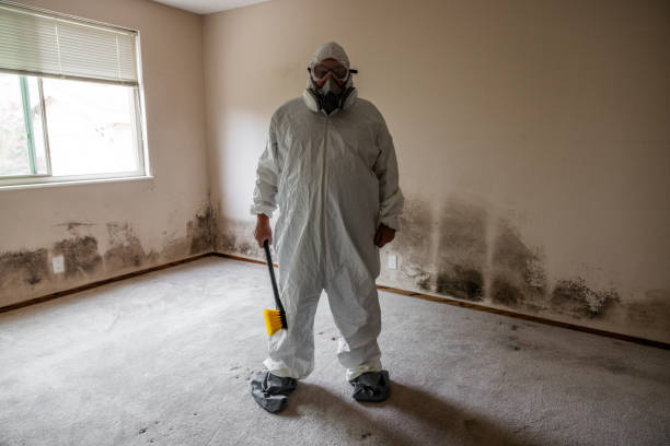 Best Attic Mold Removal  in Jean Fitte, LA