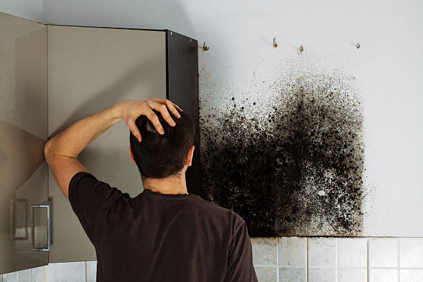 Best Office Mold Removal Services  in Jean Fitte, LA