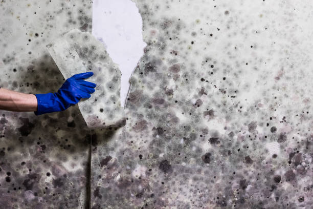 Reliable Jean Lafitte, LA Mold Removal Solutions