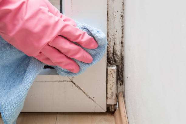 Best Commercial Mold Removal  in Jean Fitte, LA
