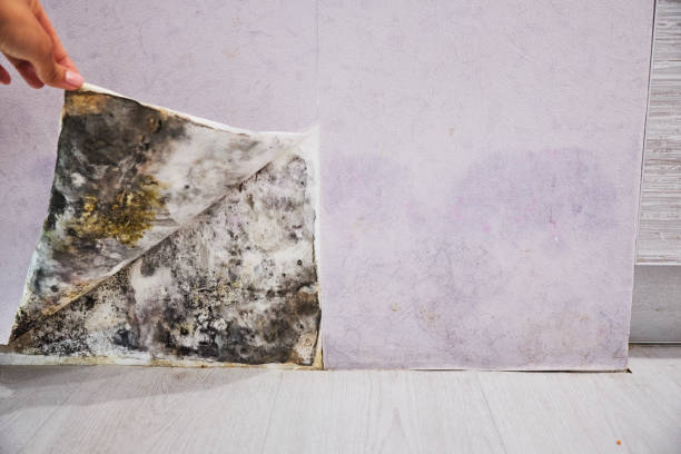Best Same-Day Mold Removal  in Jean Fitte, LA